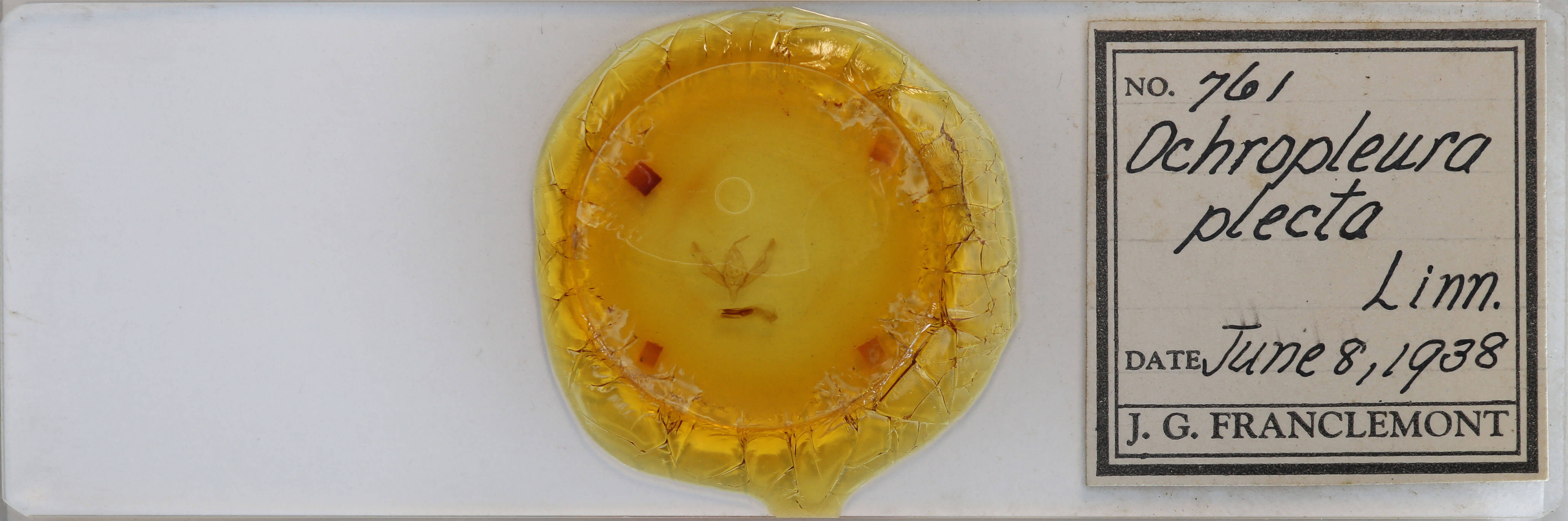 slide view of adult Ochropleura implecta