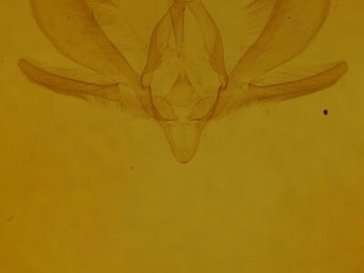 genitalia view of adult Ogdoconta cinereola