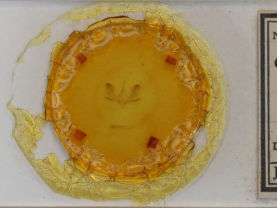 slide view of adult Ogdoconta cinereola