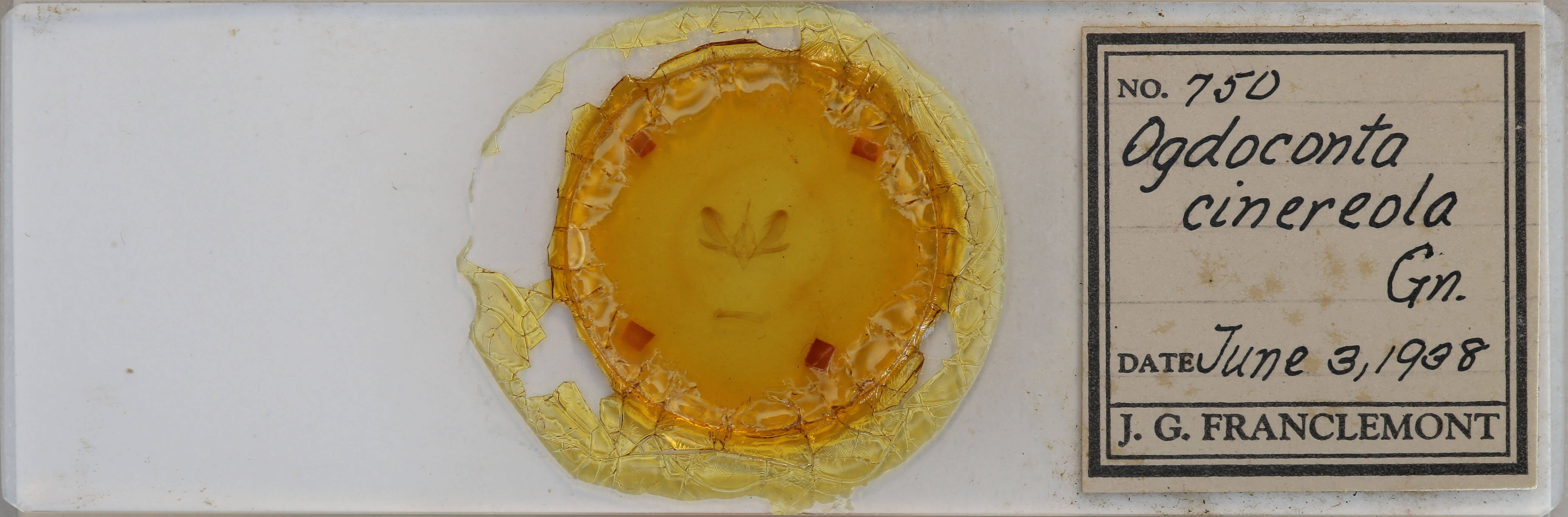 slide view of adult Ogdoconta cinereola