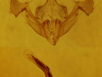 genitalia view of adult Neoligia exhausta
