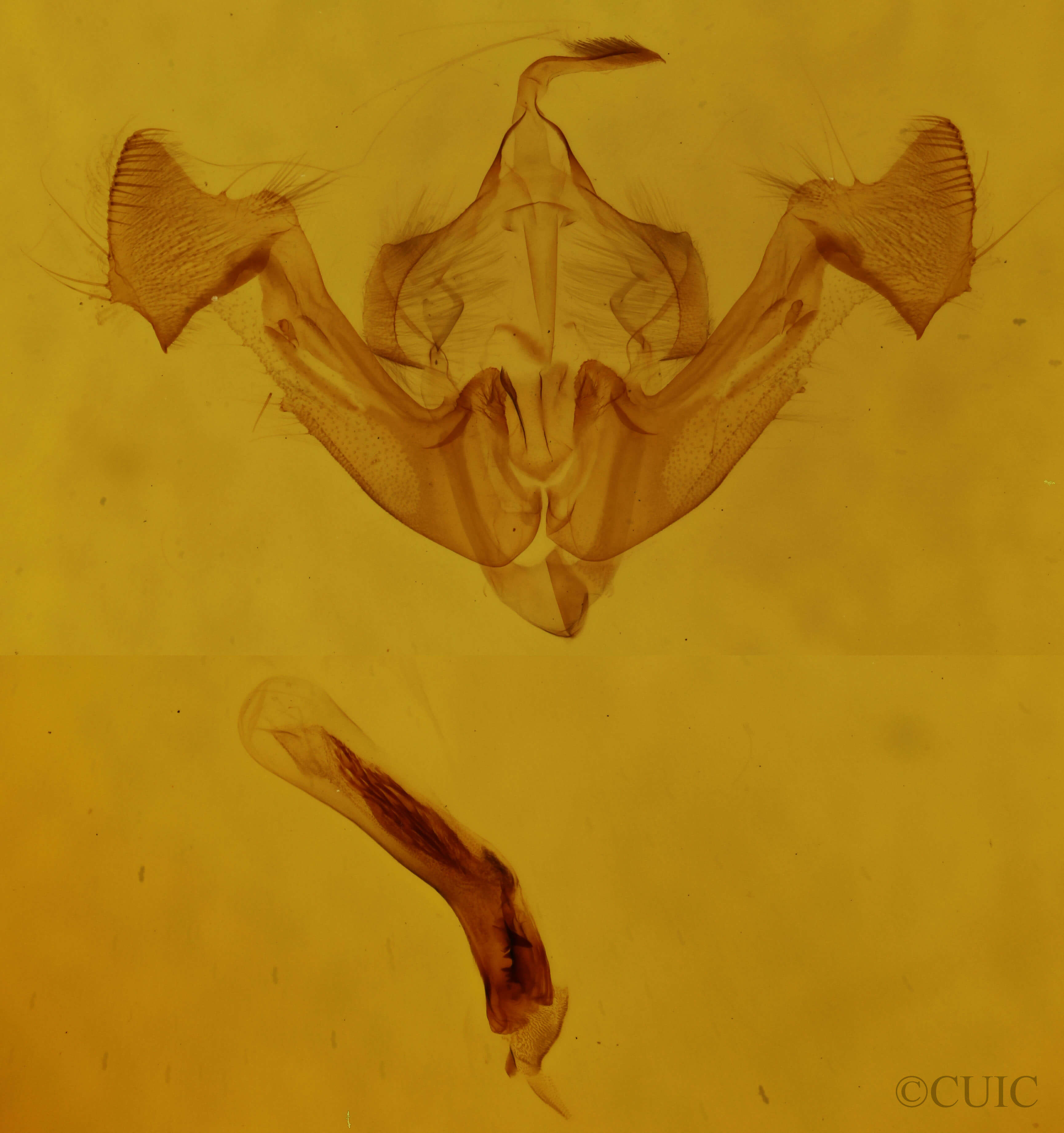 genitalia view of adult Neoligia exhausta
