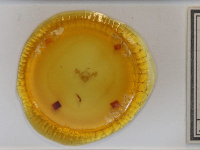 slide view of adult Neoligia exhausta