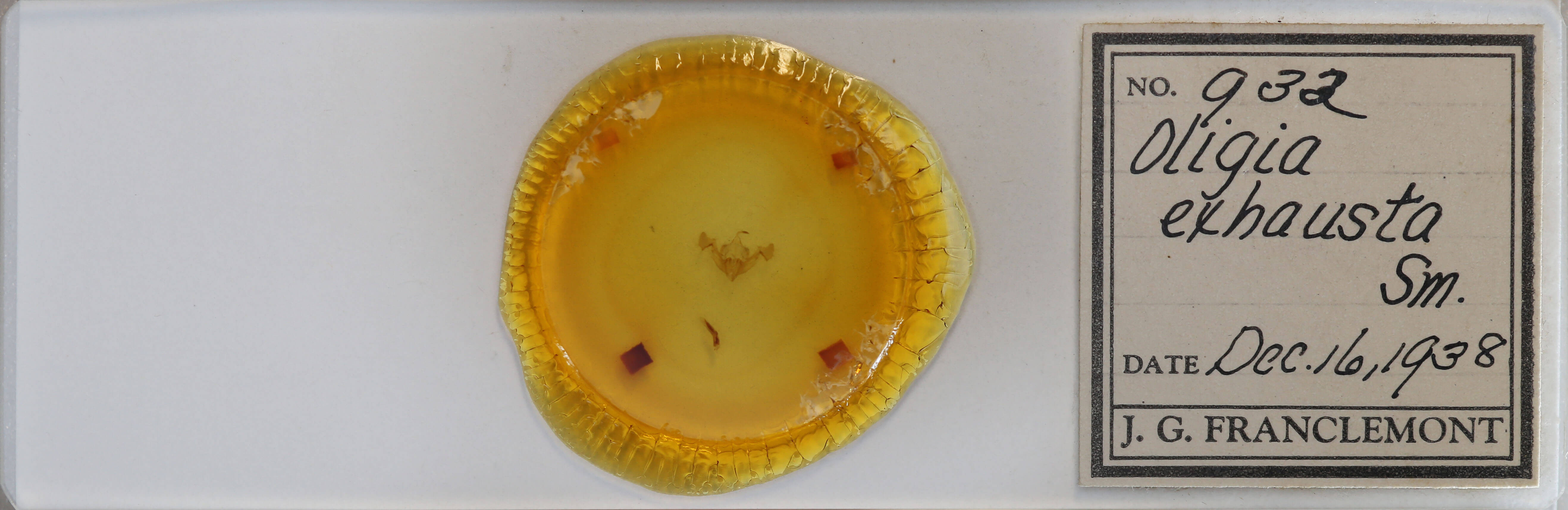 slide view of adult Neoligia exhausta