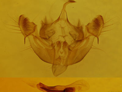 genitalia view of adult Oligia modica