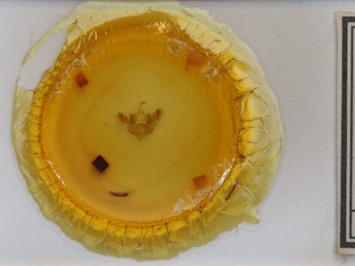 slide view of adult Oligia modica