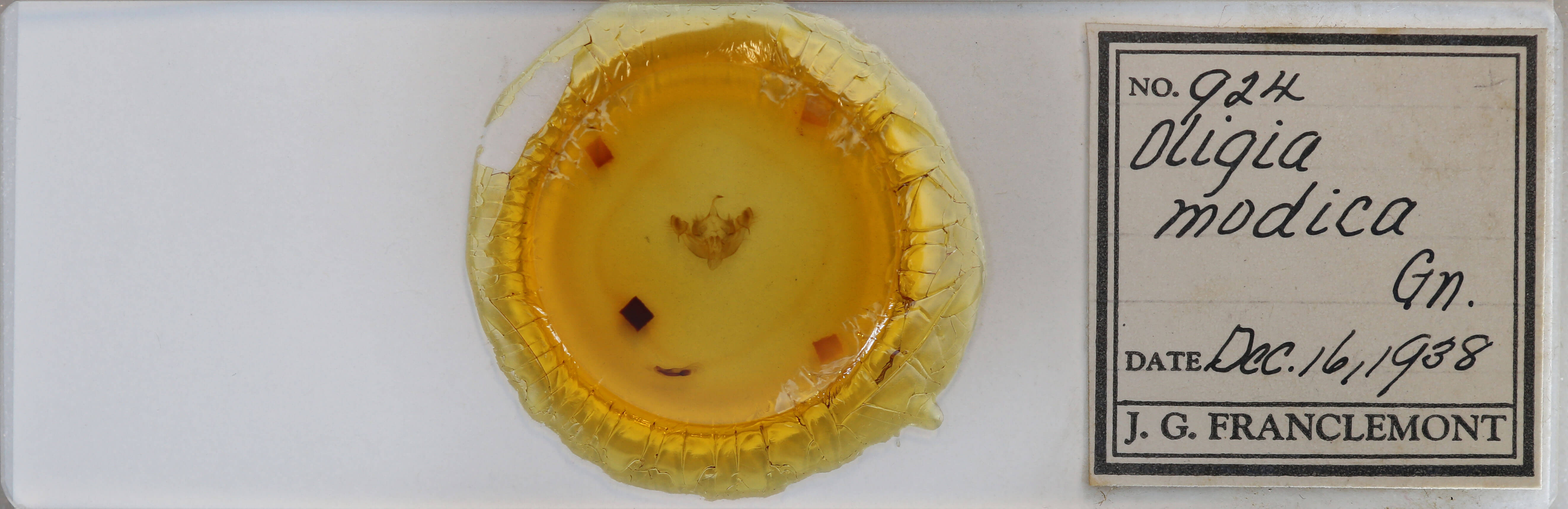 slide view of adult Oligia modica