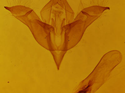 genitalia view of adult Omphalophana antirrhinii
