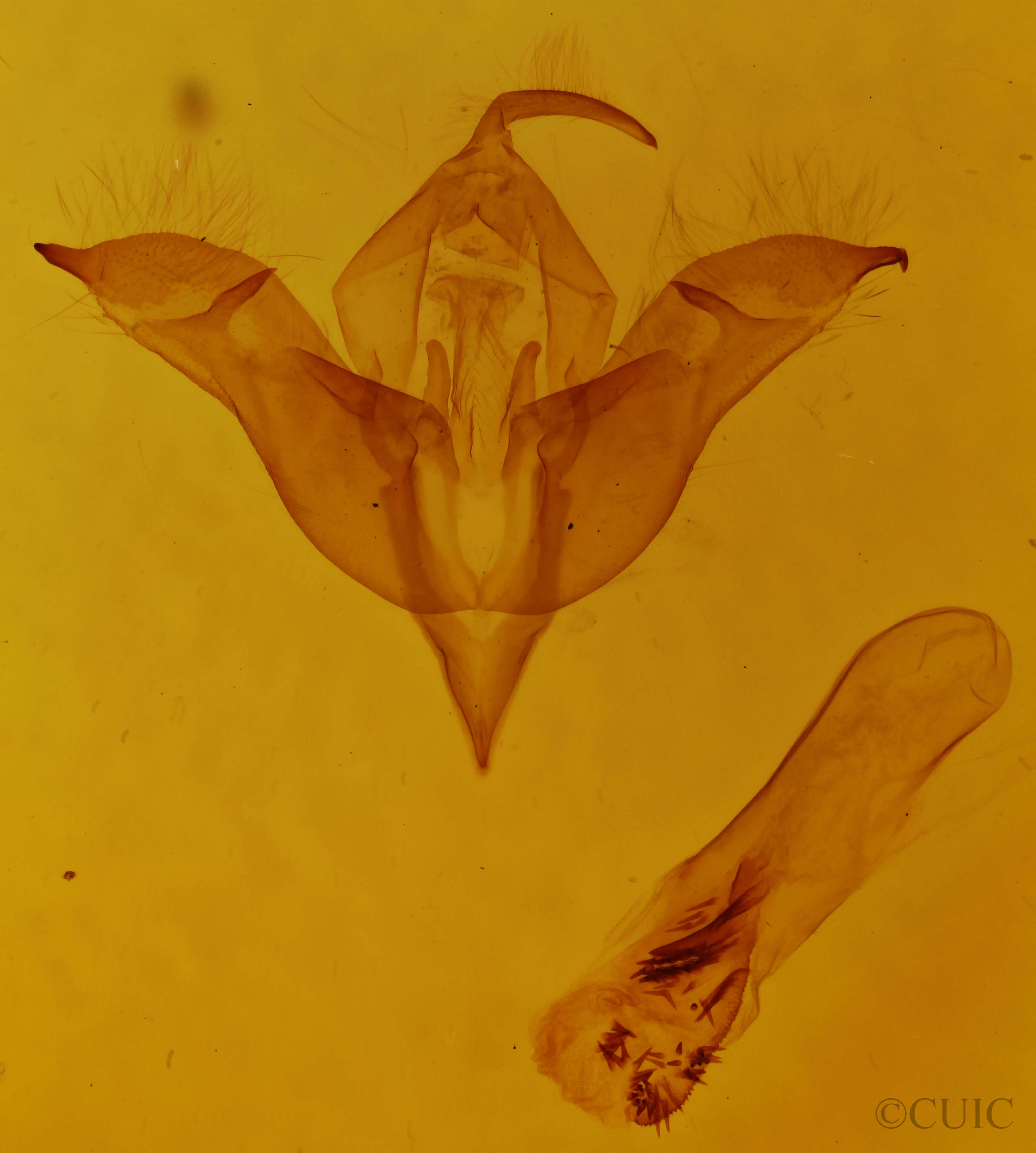 genitalia view of adult Omphalophana antirrhinii