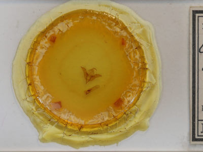 slide view of adult Omphalophana antirrhinii