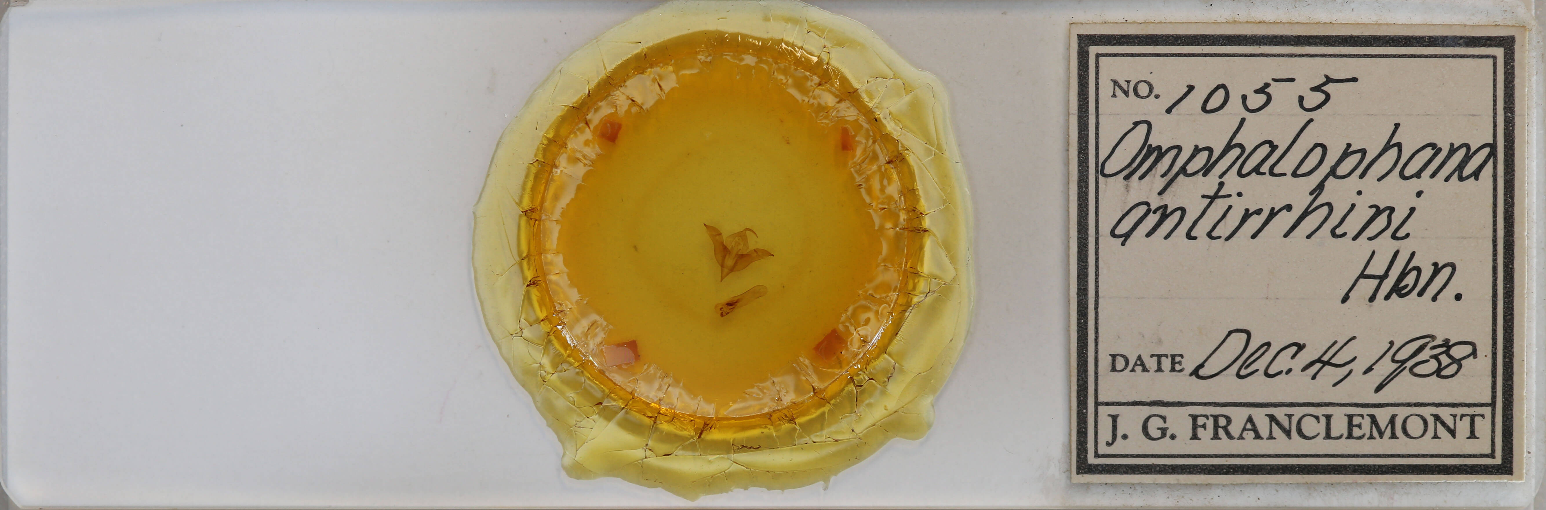 slide view of adult Omphalophana antirrhinii