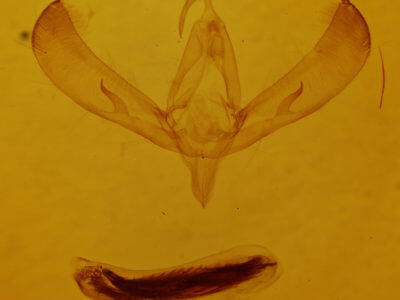 genitalia view of adult Sympistis campicola