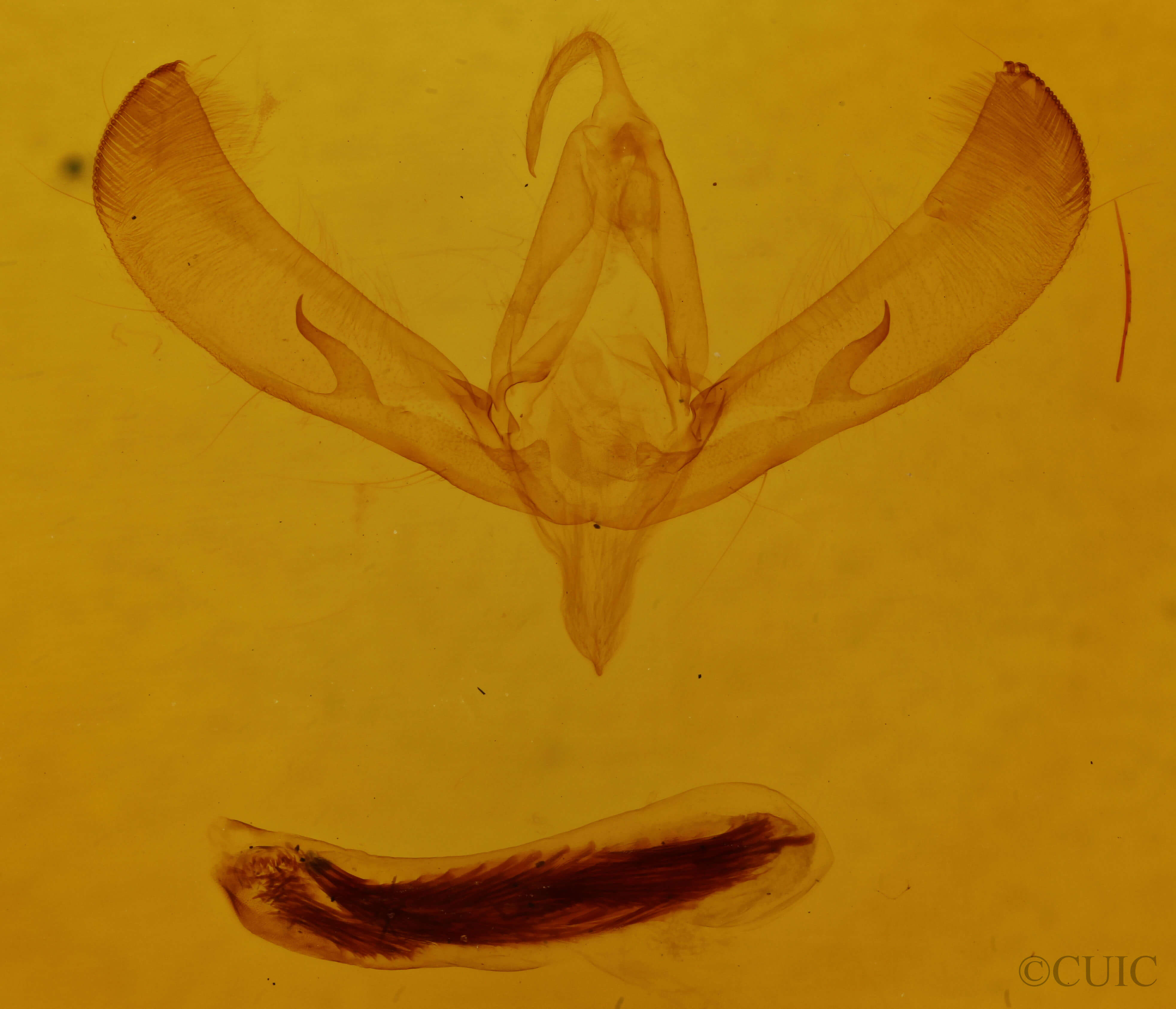 genitalia view of adult Sympistis campicola
