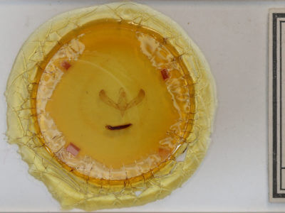 slide view of adult Sympistis campicola