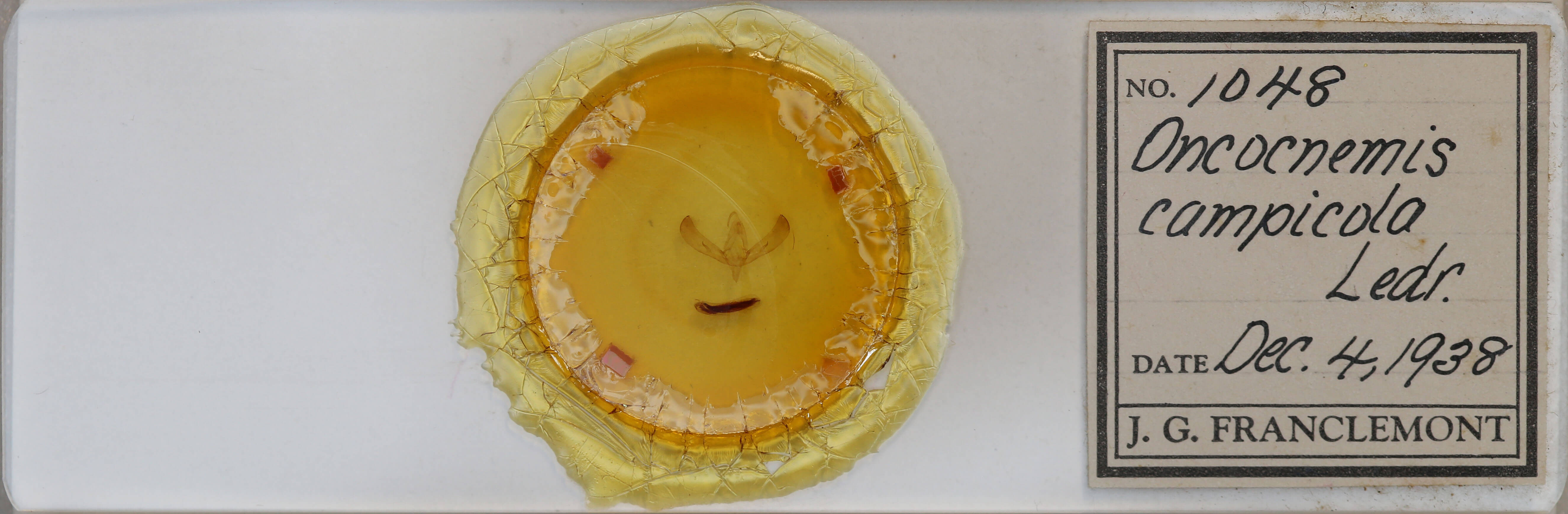 slide view of adult Sympistis campicola