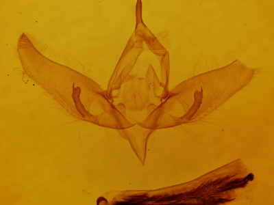 genitalia view of adult Sympistis confusa