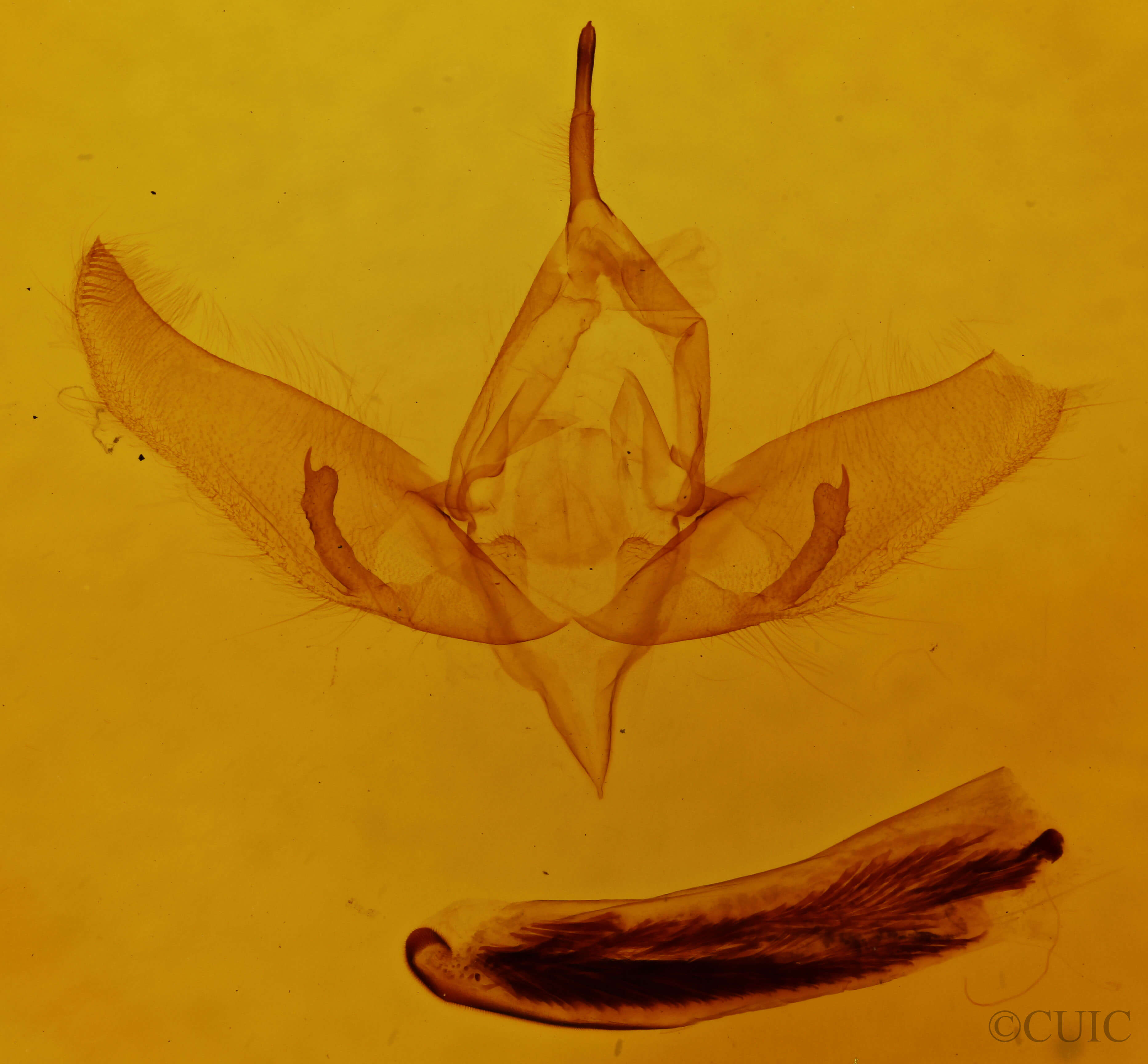 genitalia view of adult Sympistis confusa