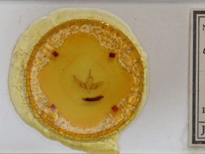 slide view of adult Sympistis confusa