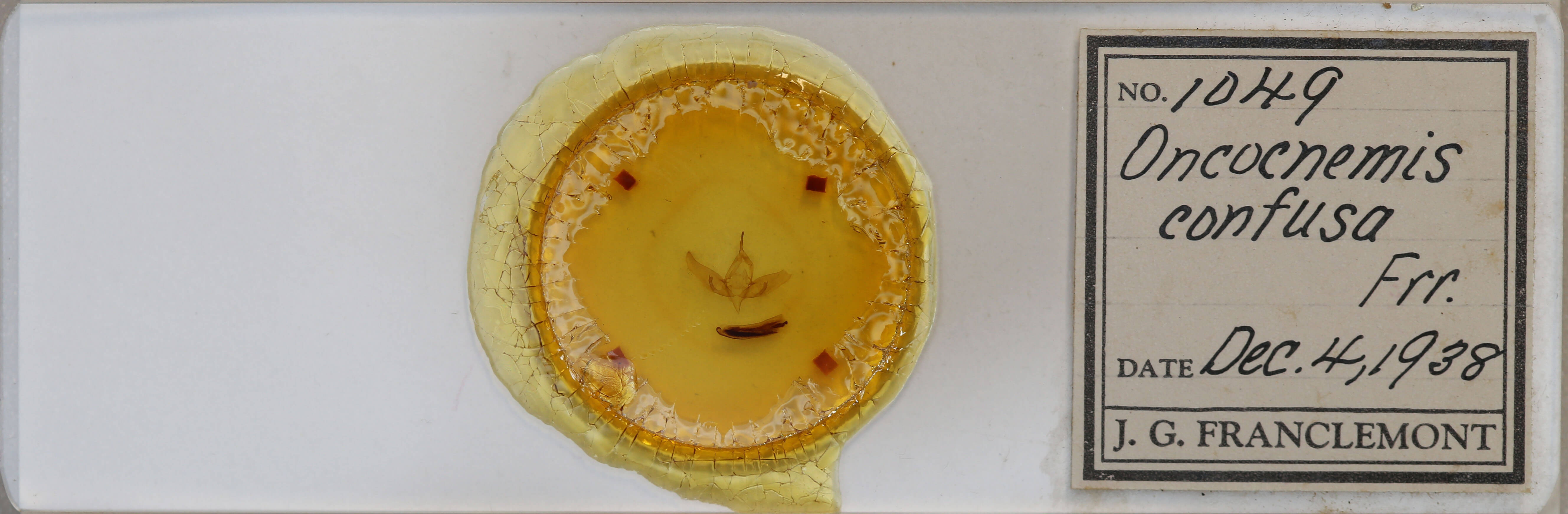 slide view of adult Sympistis confusa