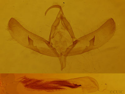 genitalia view of adult Sympistis strioligera