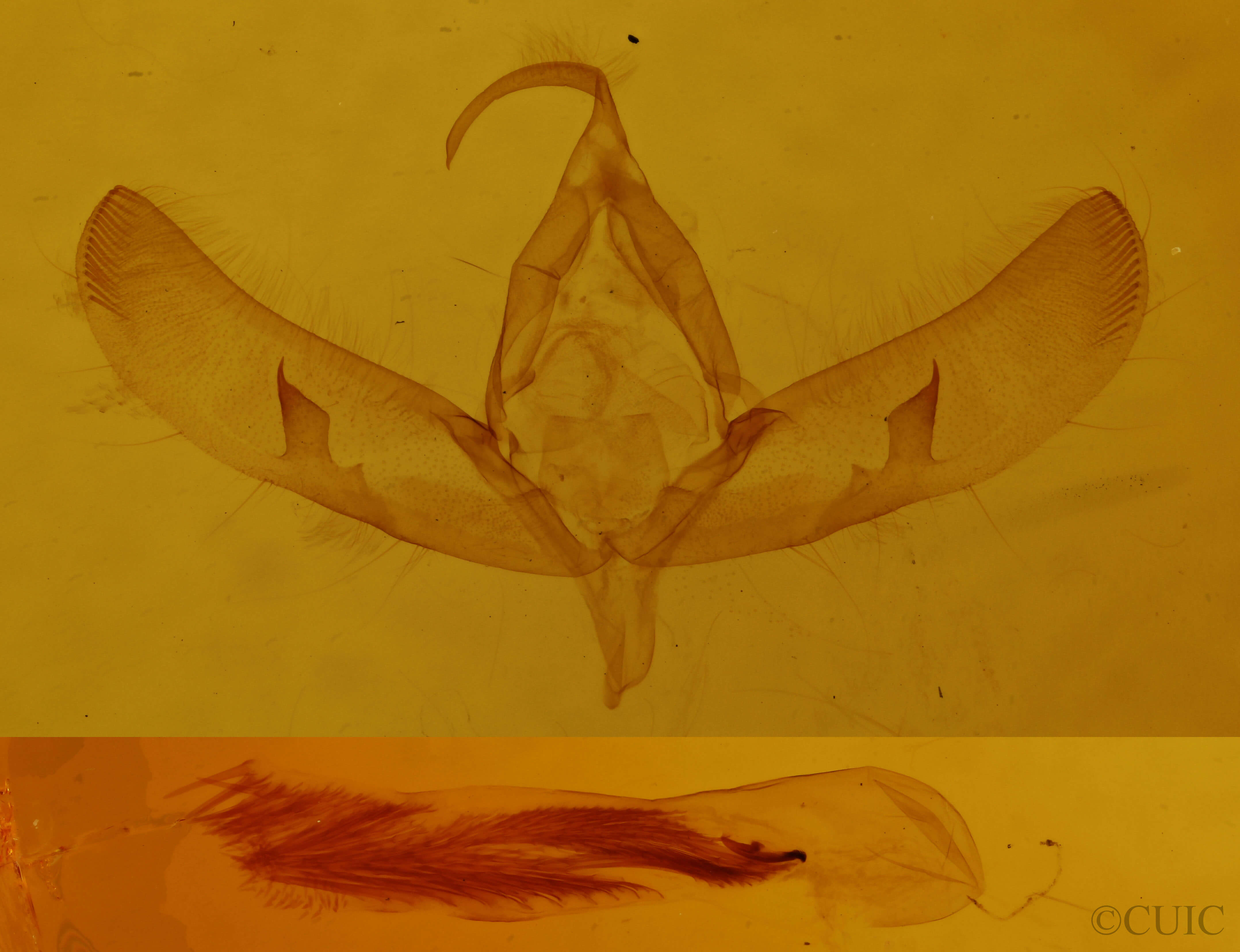 genitalia view of adult Sympistis strioligera