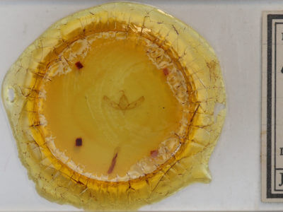 slide view of adult Sympistis strioligera