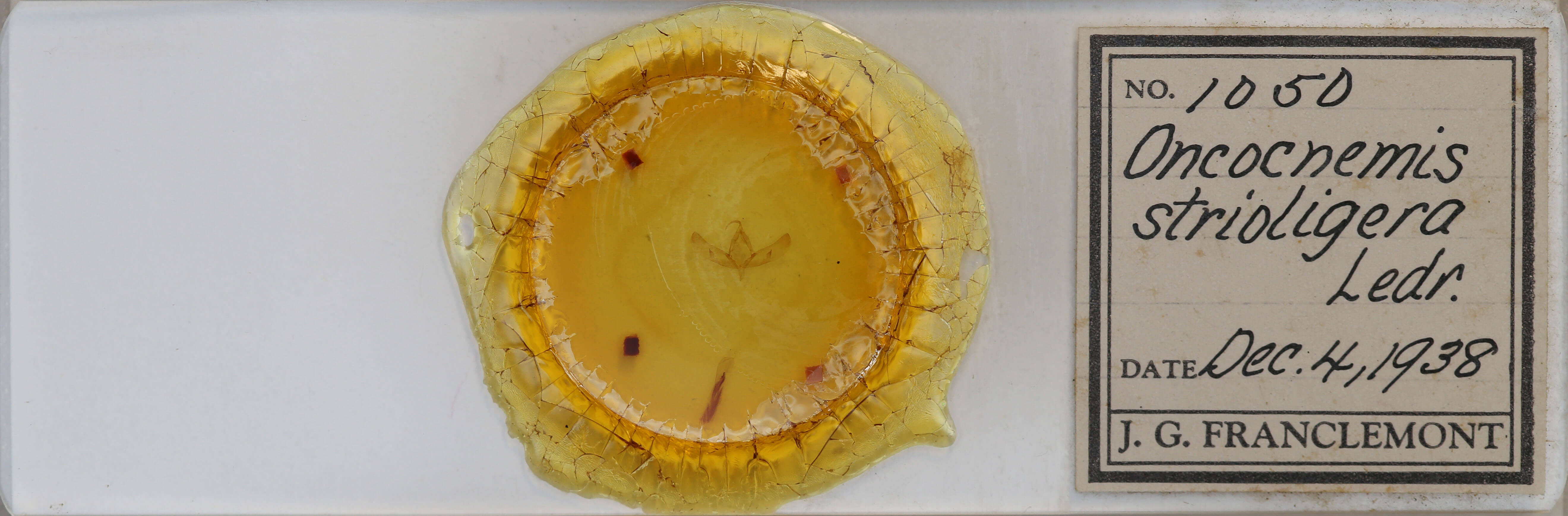 slide view of adult Sympistis strioligera