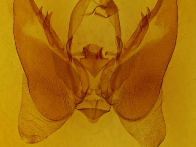 genitalia view of adult Orthodes majuscula