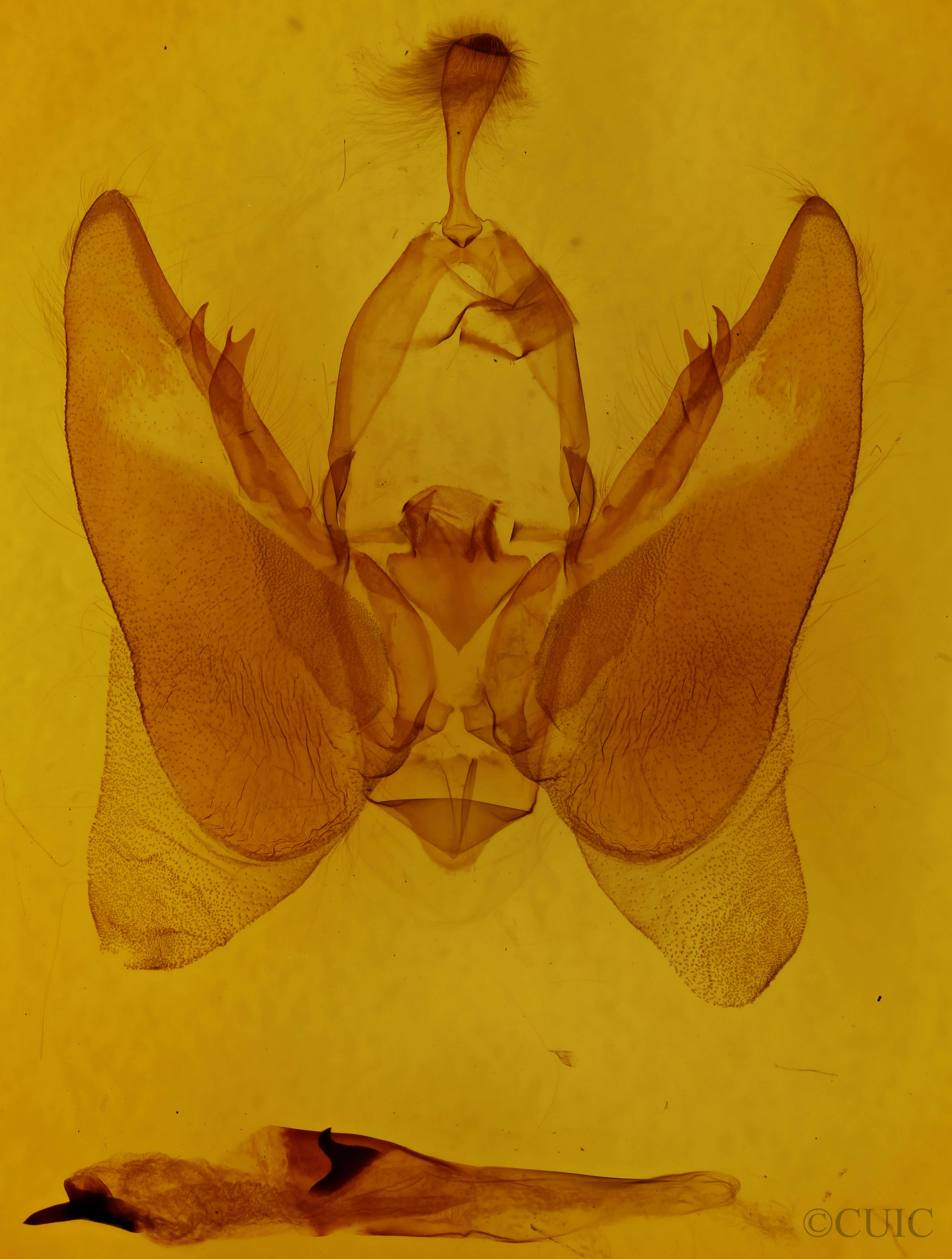 genitalia view of adult Orthodes majuscula