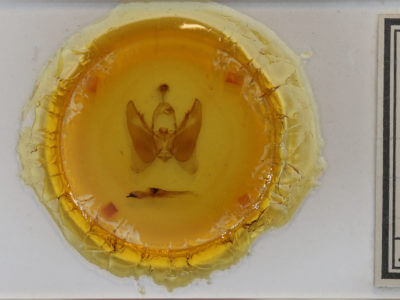 slide view of adult Orthodes majuscula