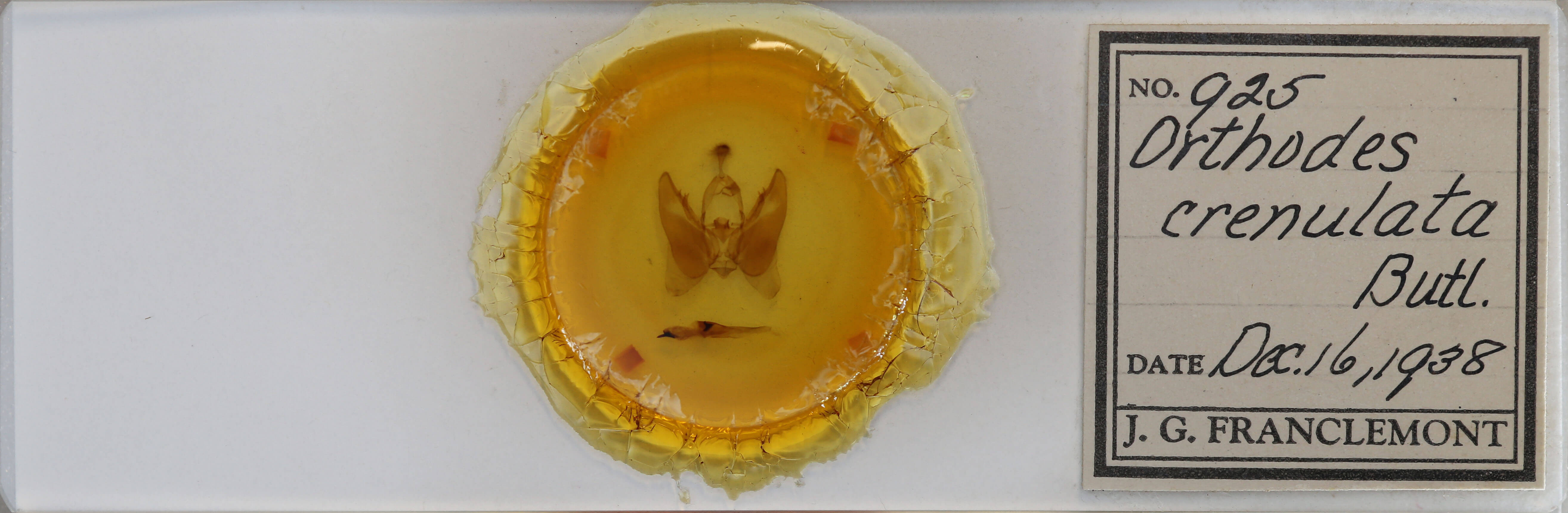 slide view of adult Orthodes majuscula