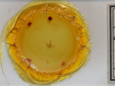 slide view of adult Costaconvexa centrostrigaria