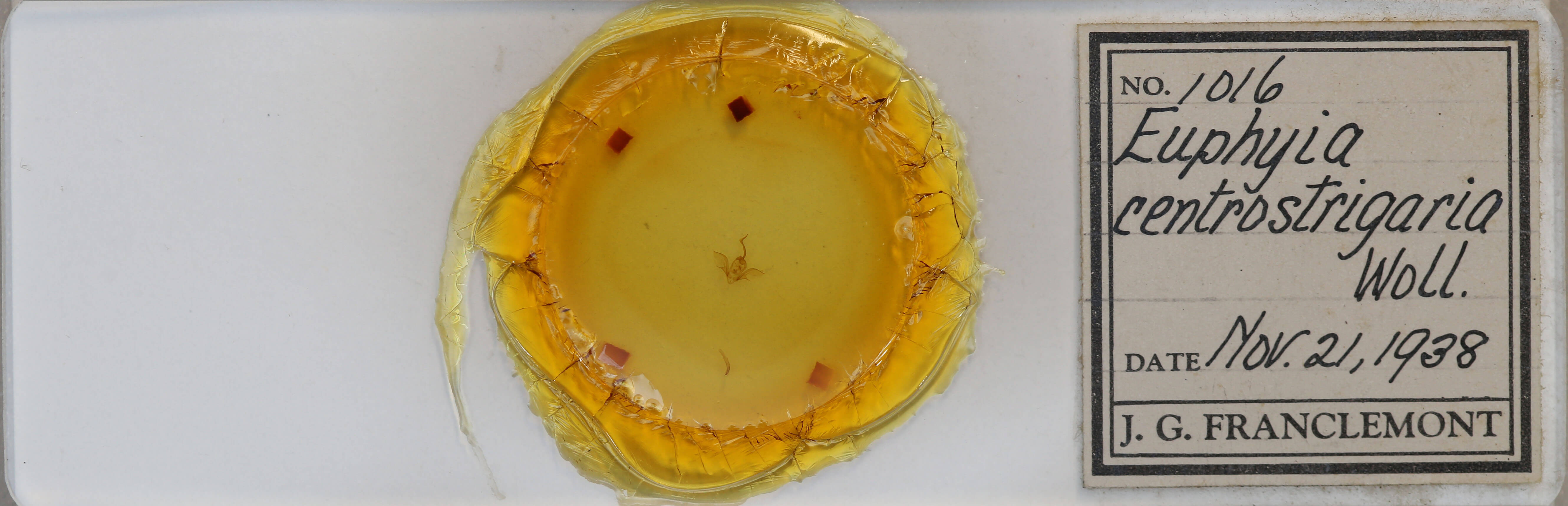 slide view of adult Costaconvexa centrostrigaria