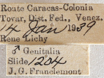 label view of adult Oxydia platypterata