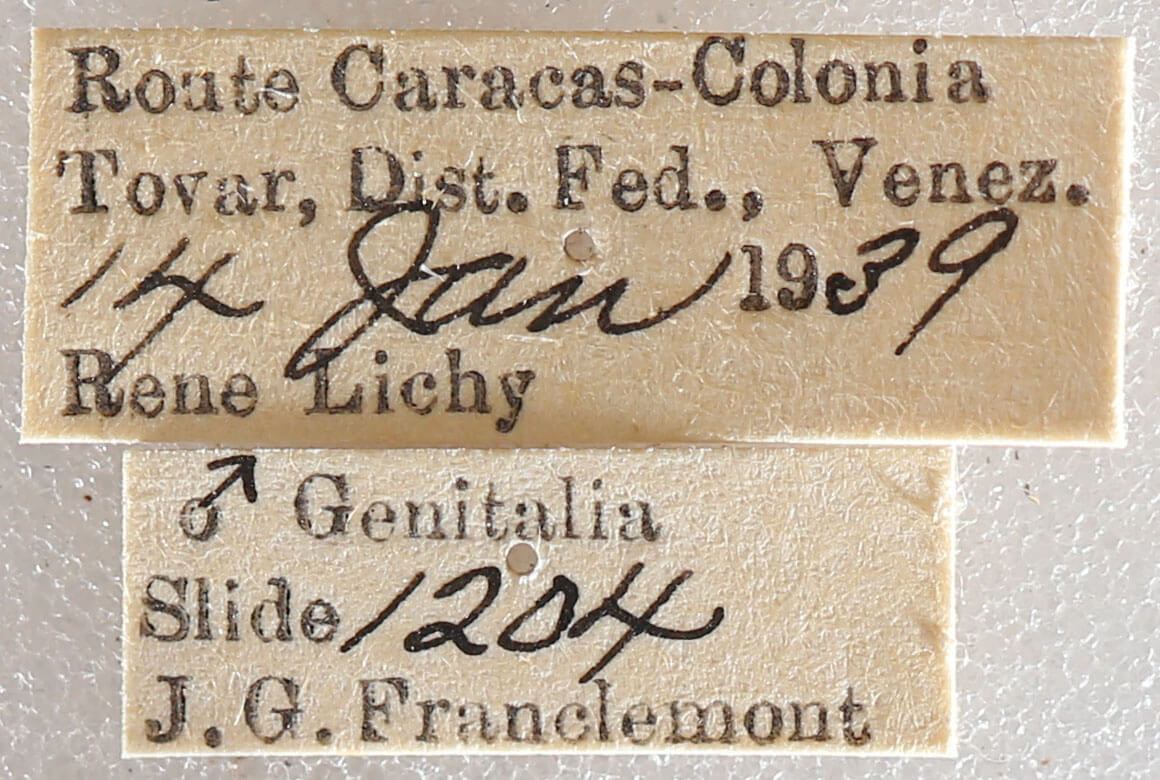 label view of adult Oxydia platypterata