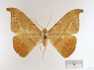 dorsal view of adult Oxydia platypterata