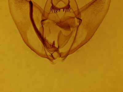 genitalia view of Oxydia platypterata