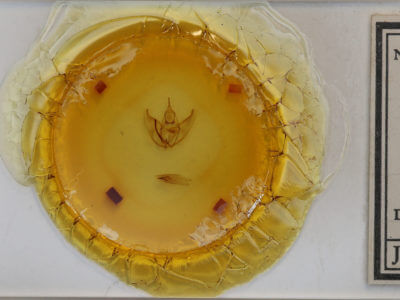 slide view of adult Oxydia platypterata