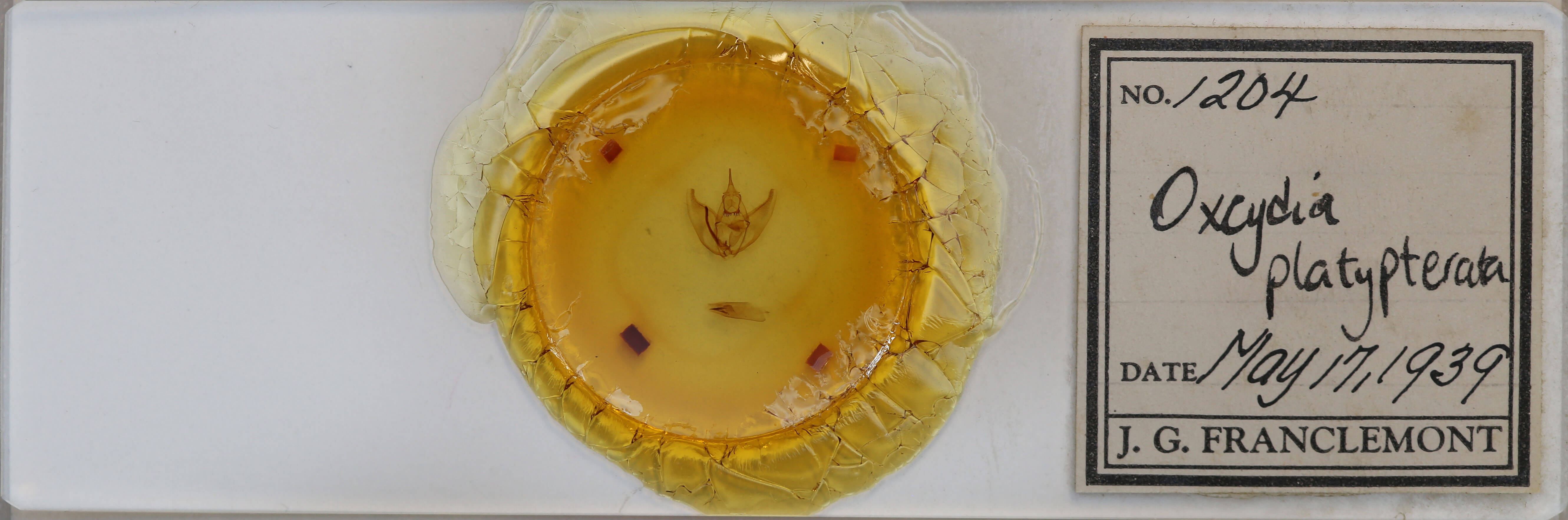 slide view of adult Oxydia platypterata