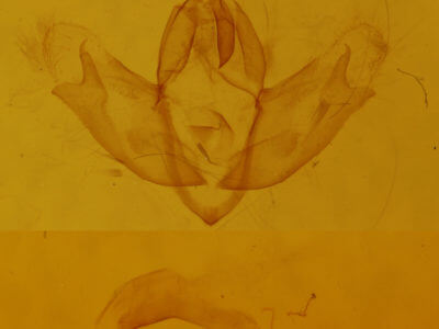 genitalia view of adult Oxicesta geographica