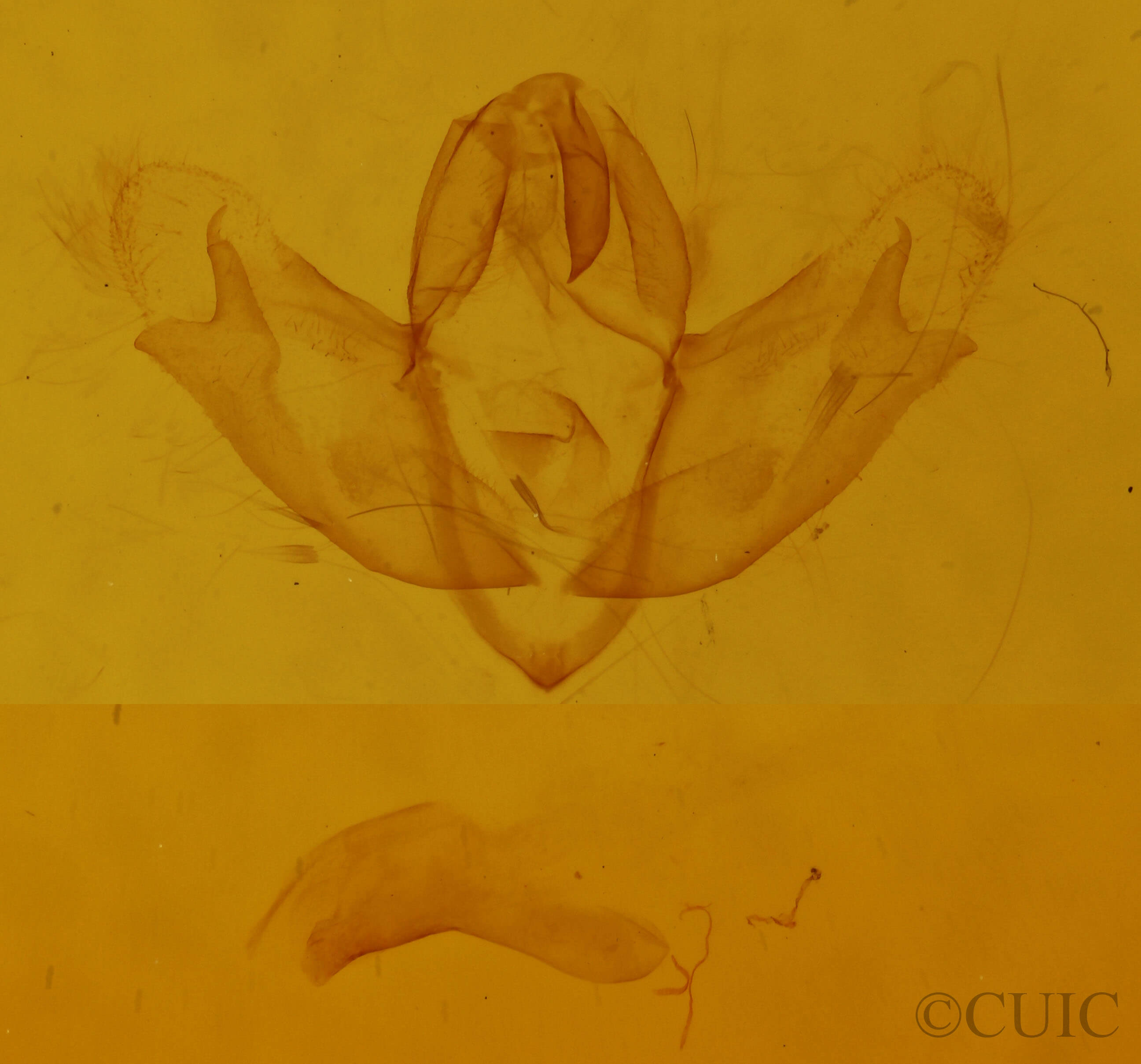 genitalia view of adult Oxicesta geographica
