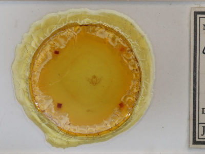 slide view of adult Oxicesta geographica