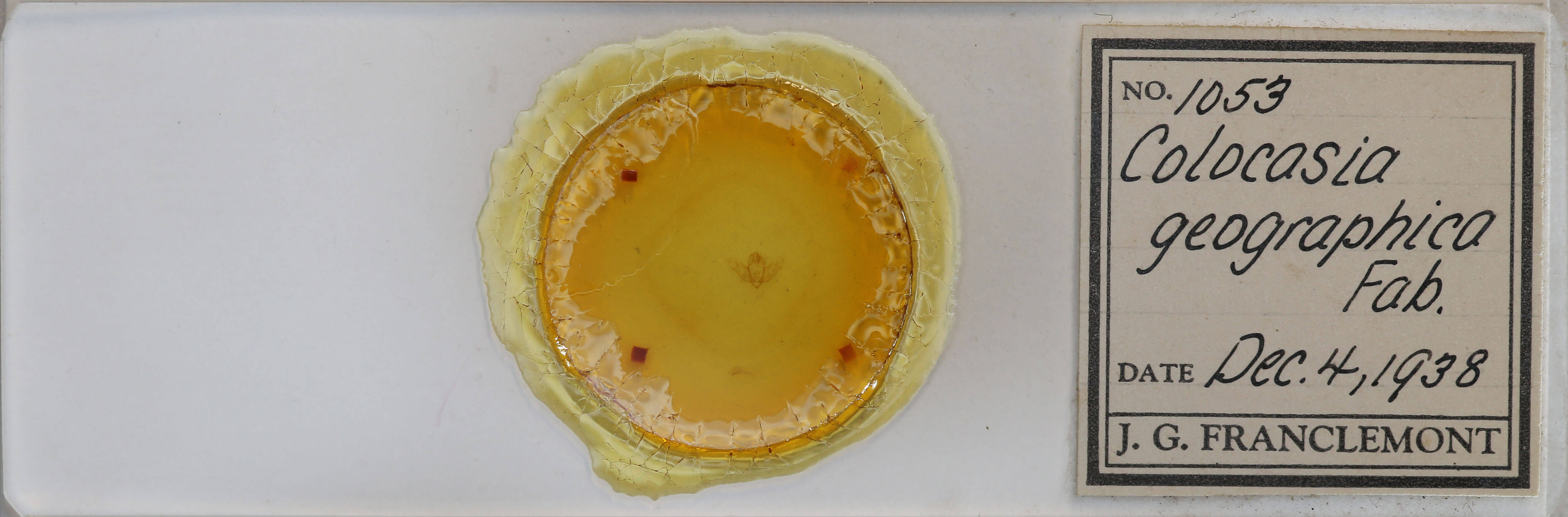 slide view of adult Oxicesta geographica