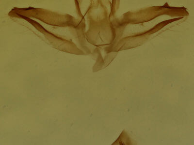 genitalia view of adult Oxycilla malaca