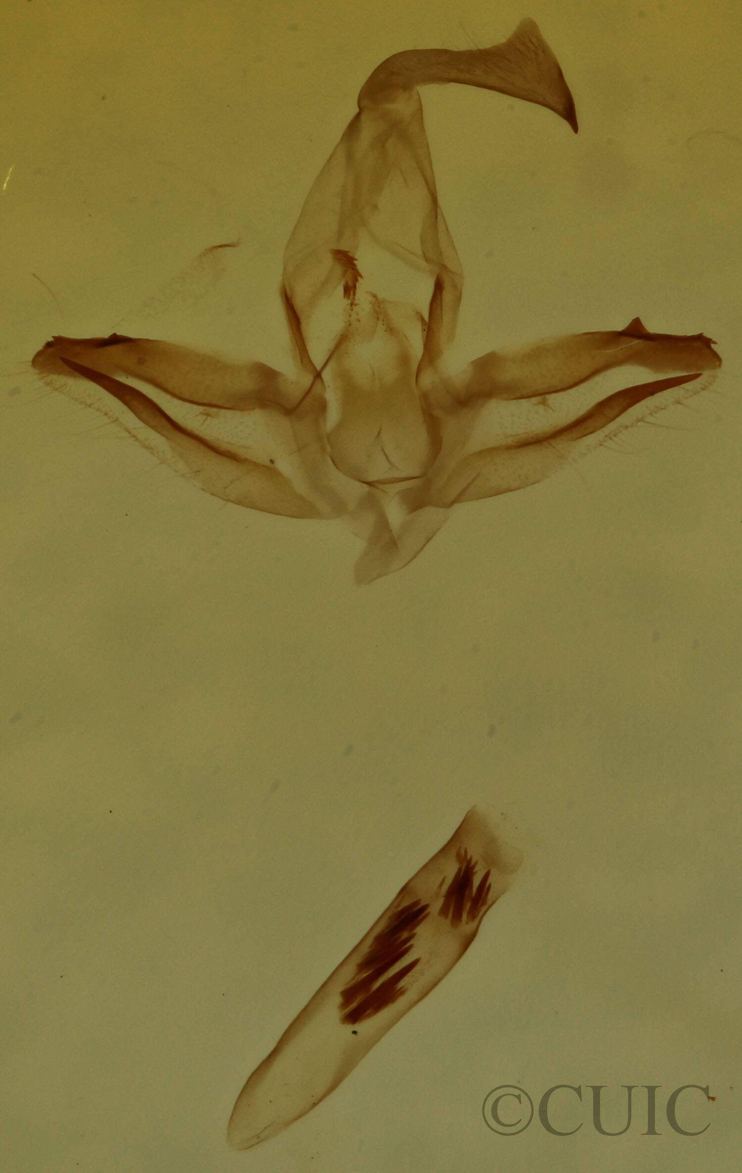 genitalia view of adult Oxycilla malaca