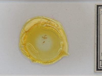 slide view of adult Oxycilla malaca