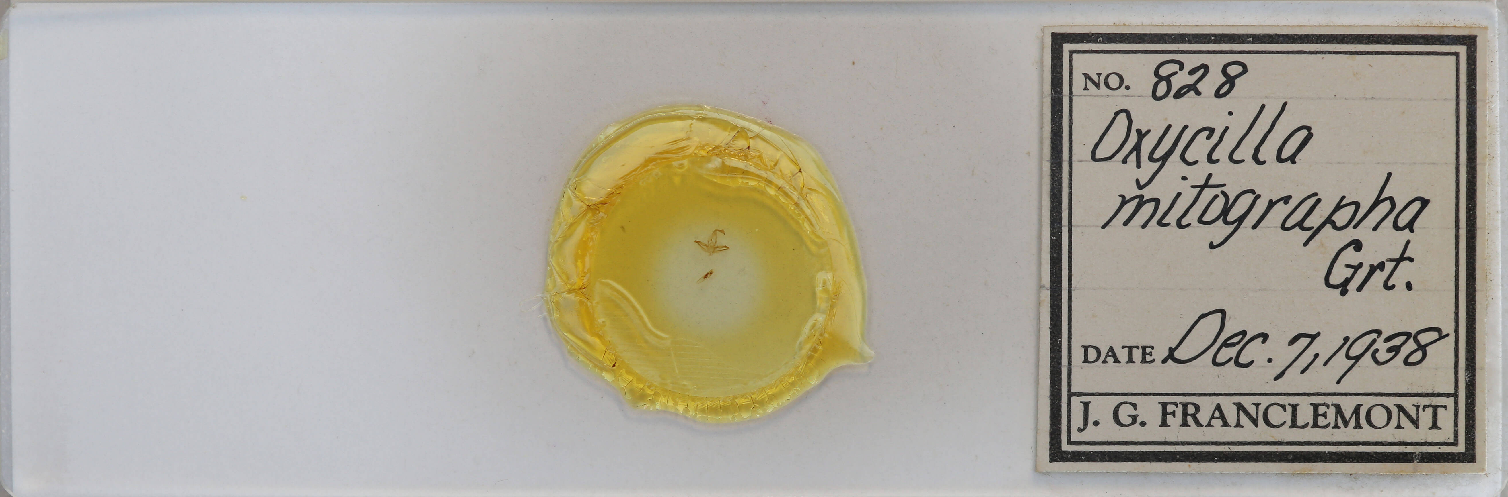 slide view of adult Oxycilla malaca