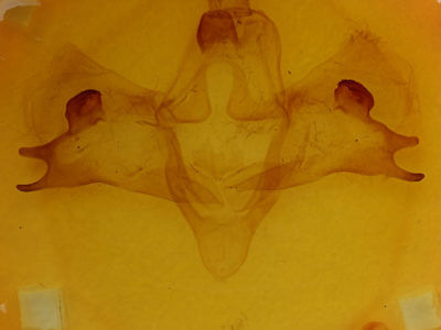 genitalia view of adult Pachysphinx modesta