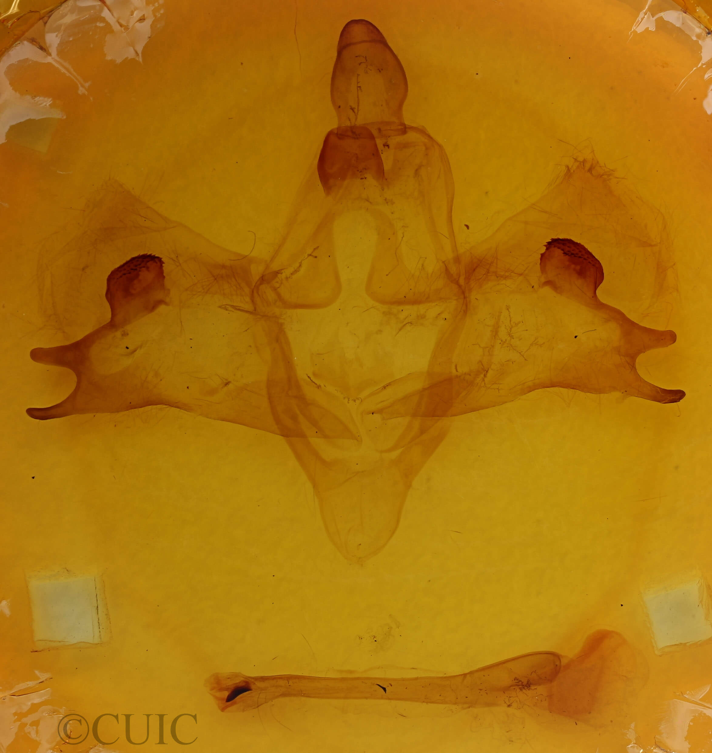 genitalia view of adult Pachysphinx modesta