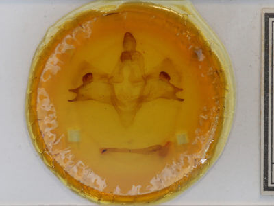 slide view of adult Pachysphinx modesta